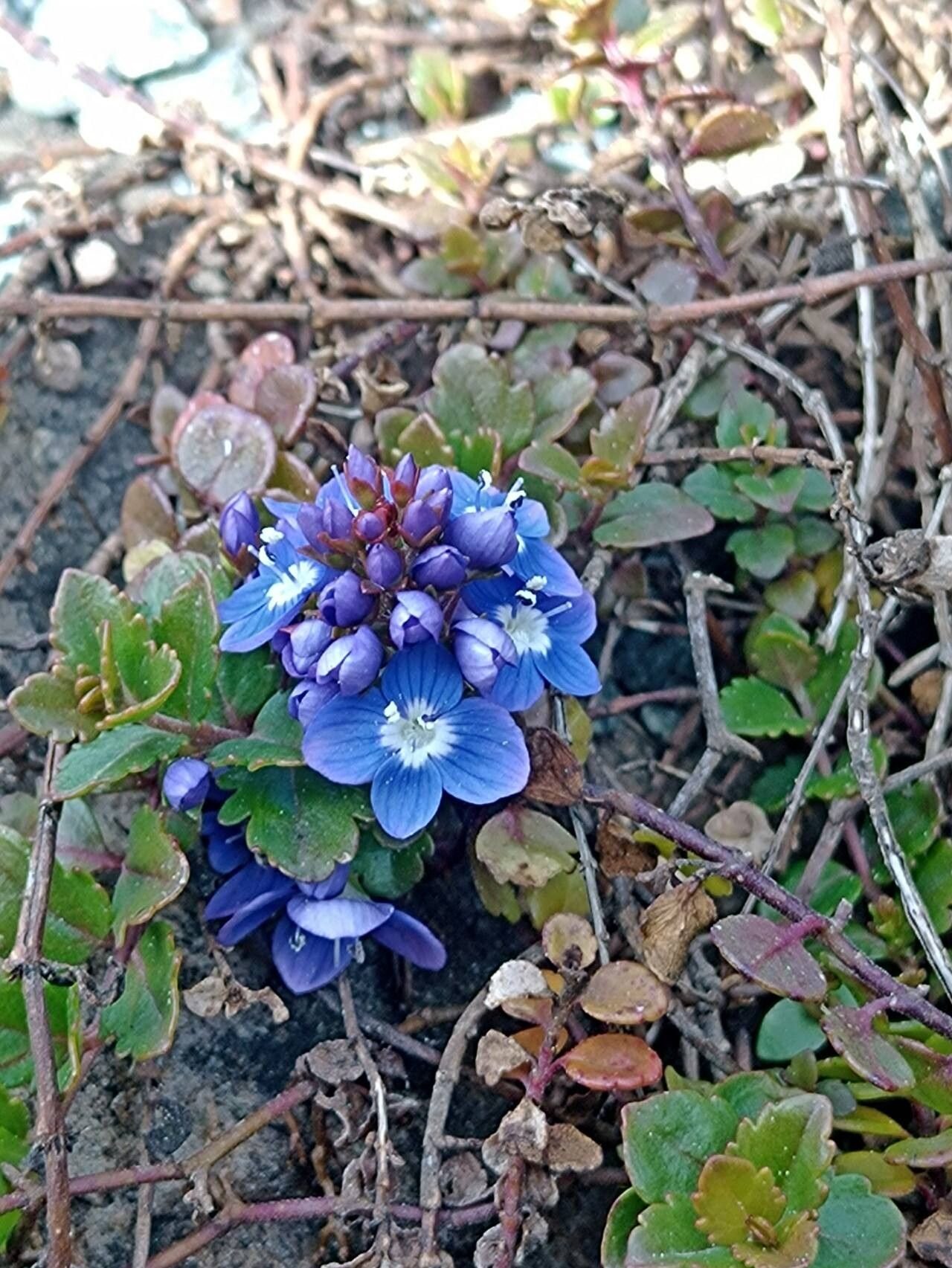 Veronica liwanensis flower