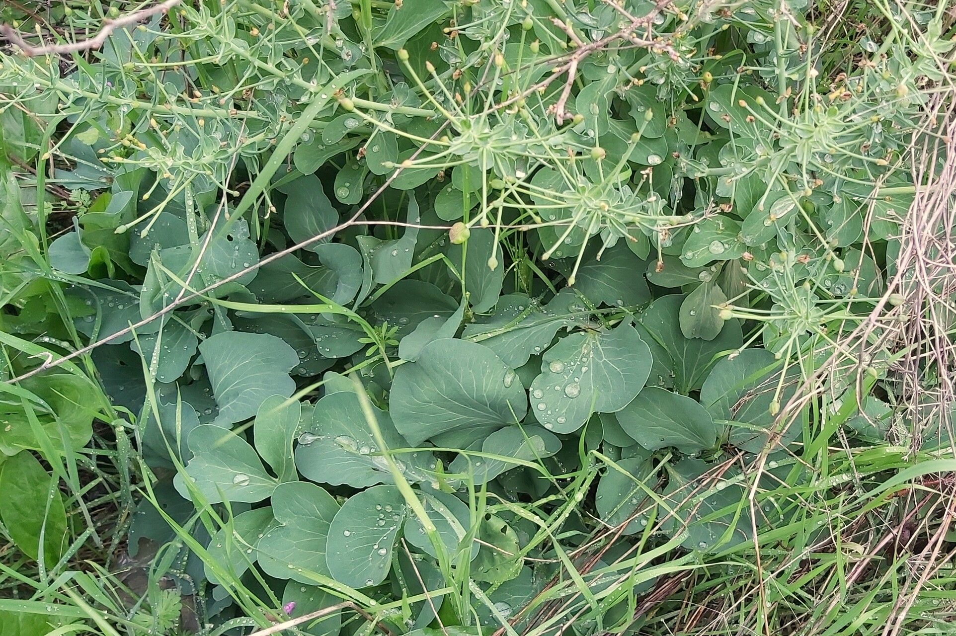 Leontice leontopetalum — houseplant care guide