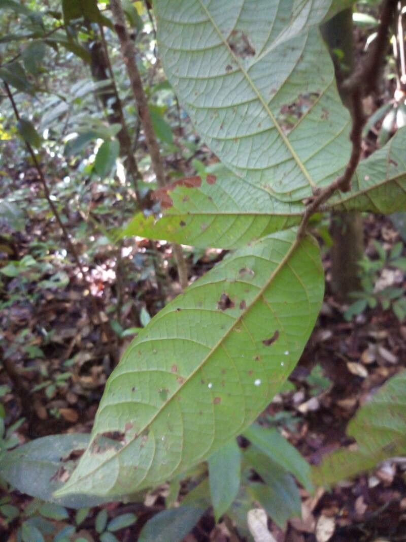 Sloanea tuerckheimii — houseplant care guide