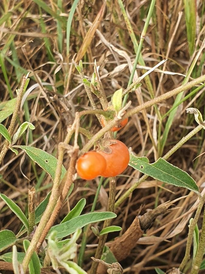 Solanum lanzae fruit
