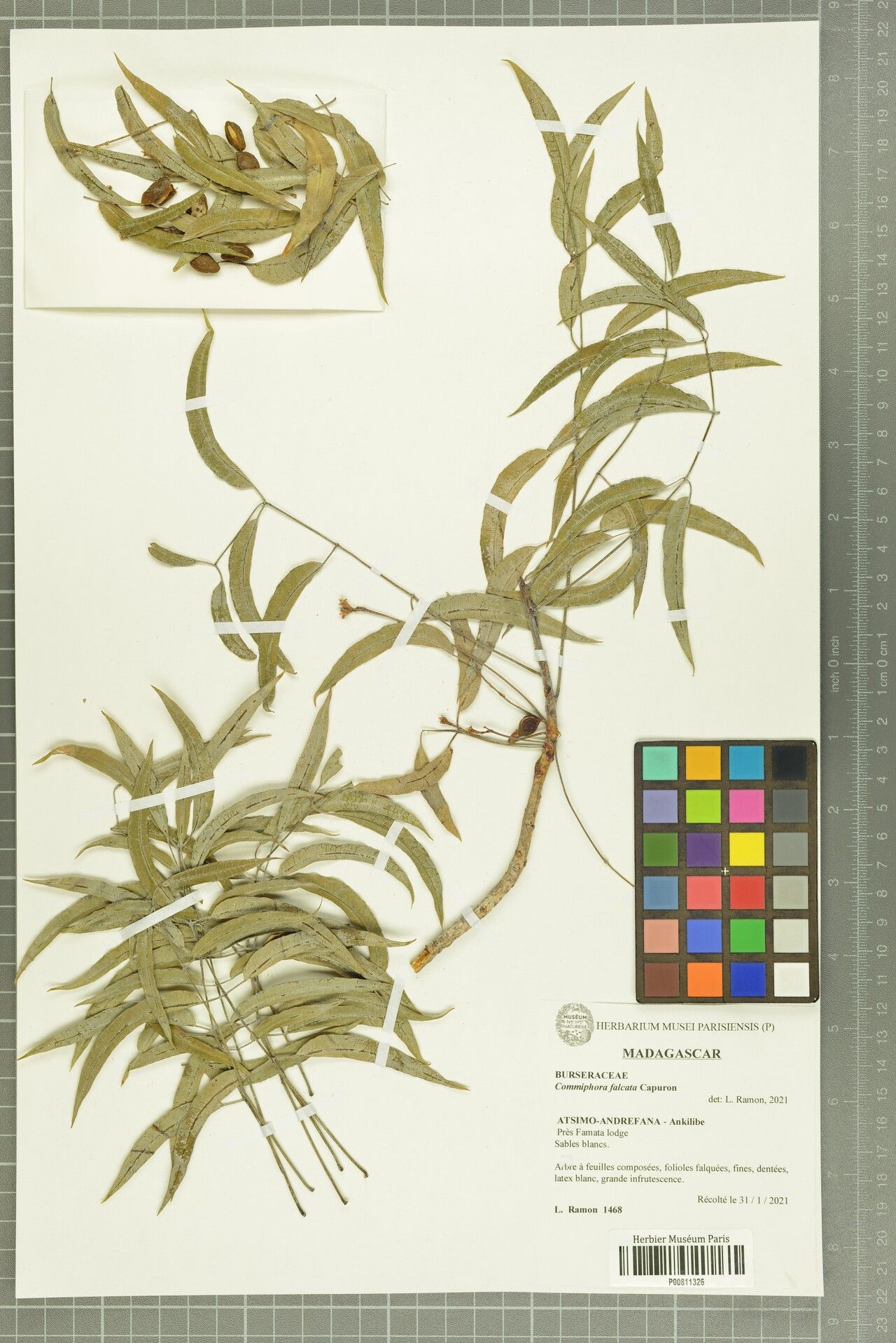 Commiphora falcata — search result for 'Commiphora'