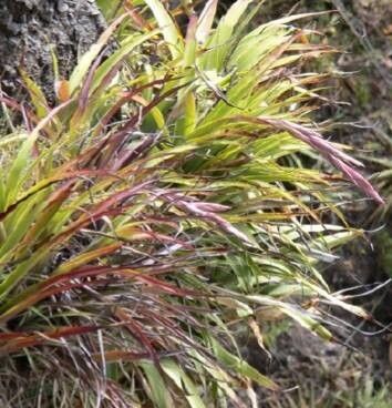 Tillandsia huajuapanensis — houseplant care guide