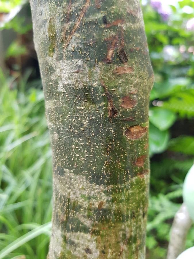 Guettarda uruguensis bark