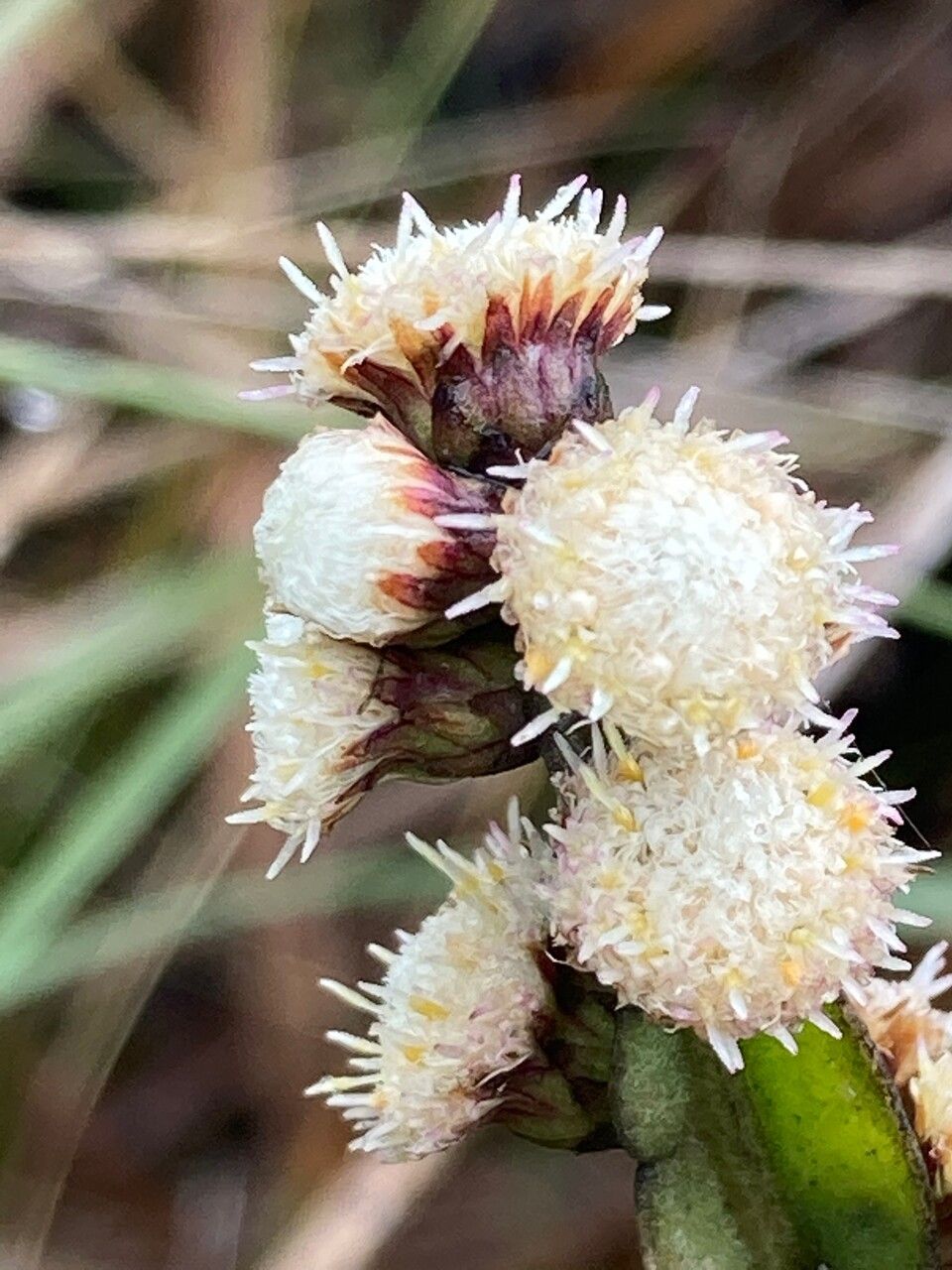 Baccharis sagittalis flower