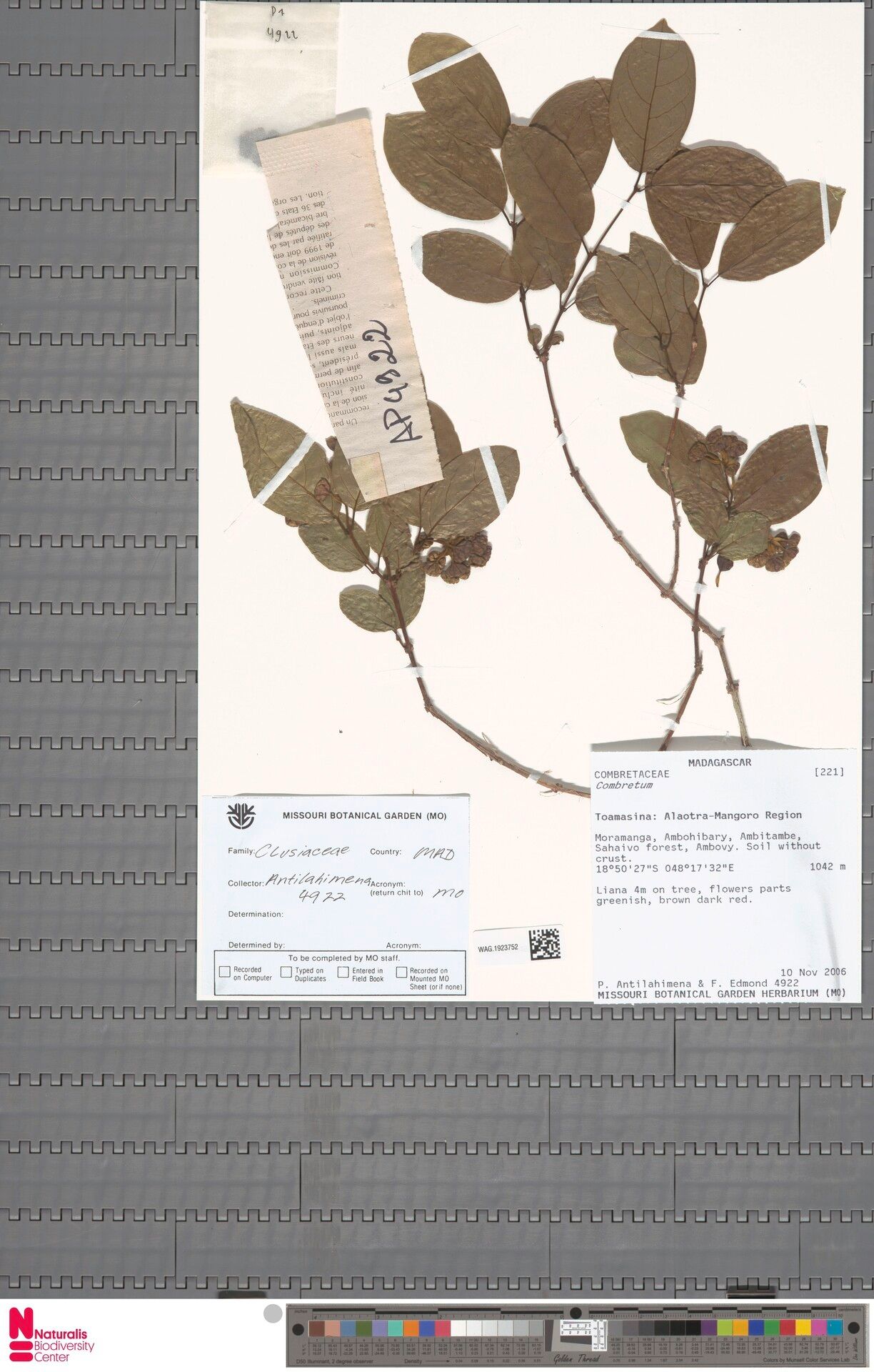 Combretum oxygonium — houseplant care guide