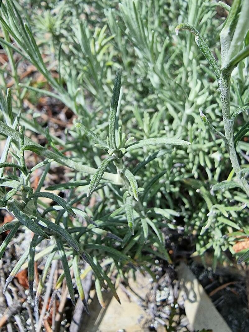 Helichrysum rupestre leaf