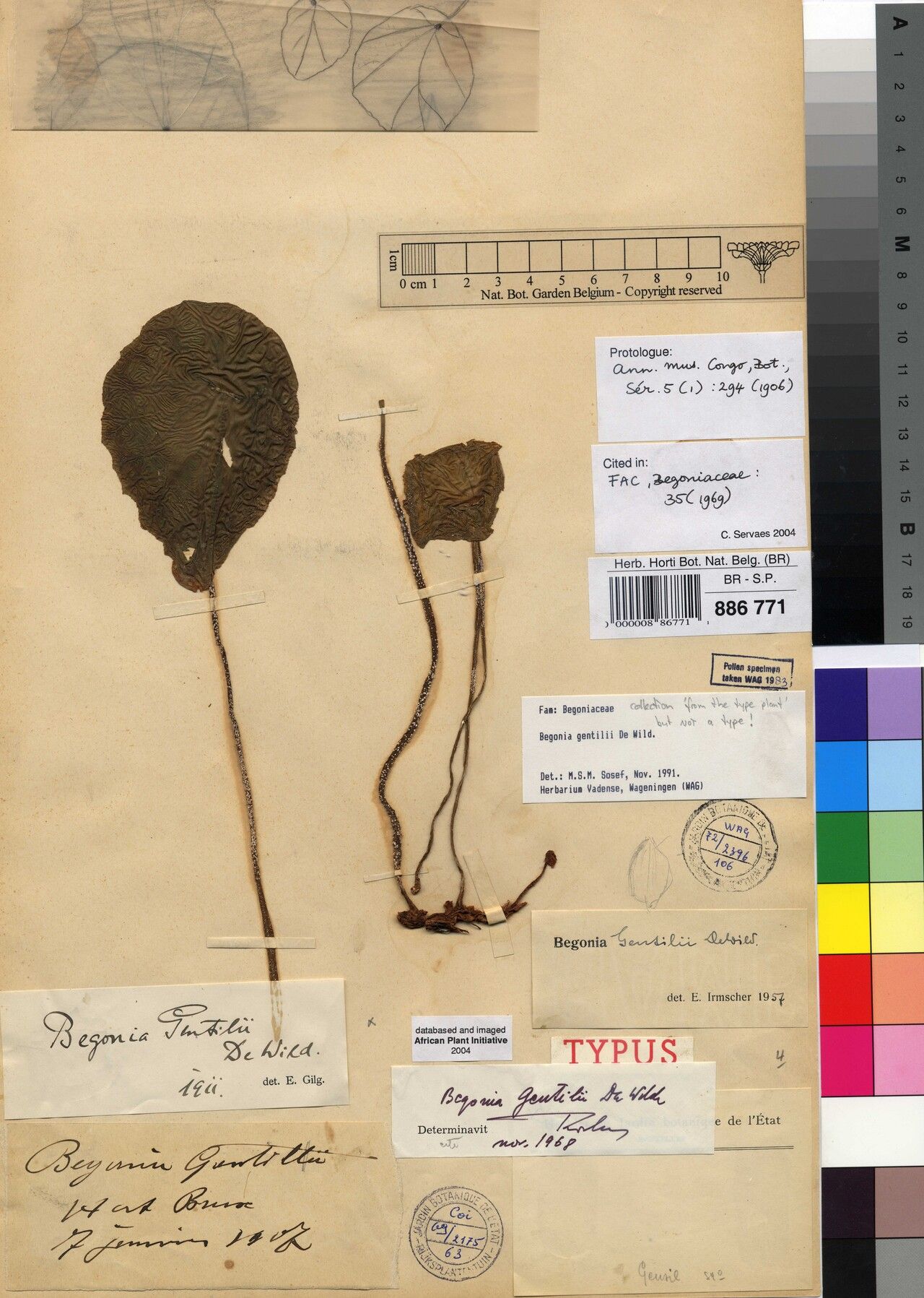 Begonia gentilii — houseplant care guide
