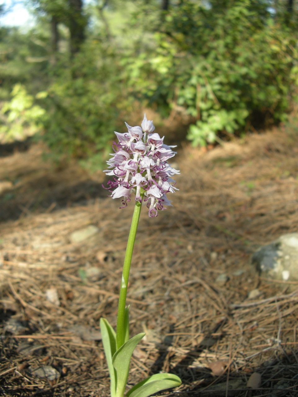 Orchis simia — search result for 'Cyprus'