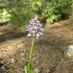 Orchis simia