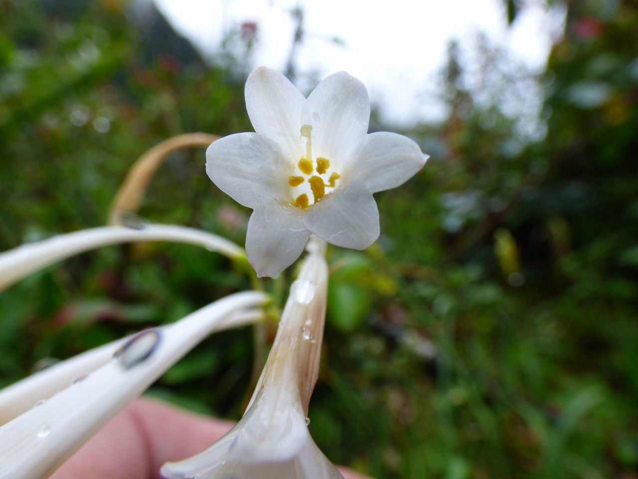 Cyrtanthus mackenii flower