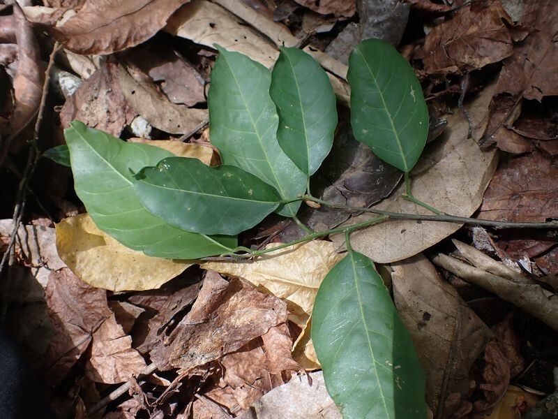 Hymenocardia ripicola leaf