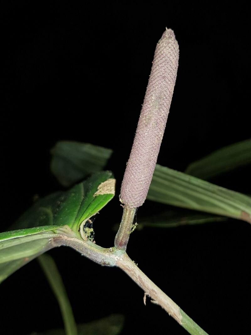 Piper concepcionis flower