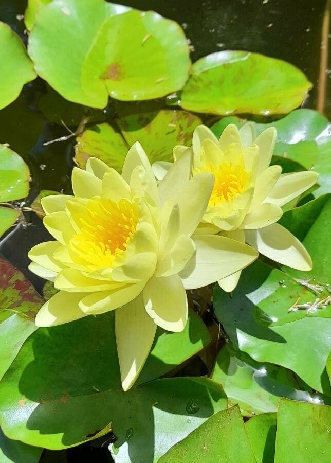Nymphaea mexicana flower