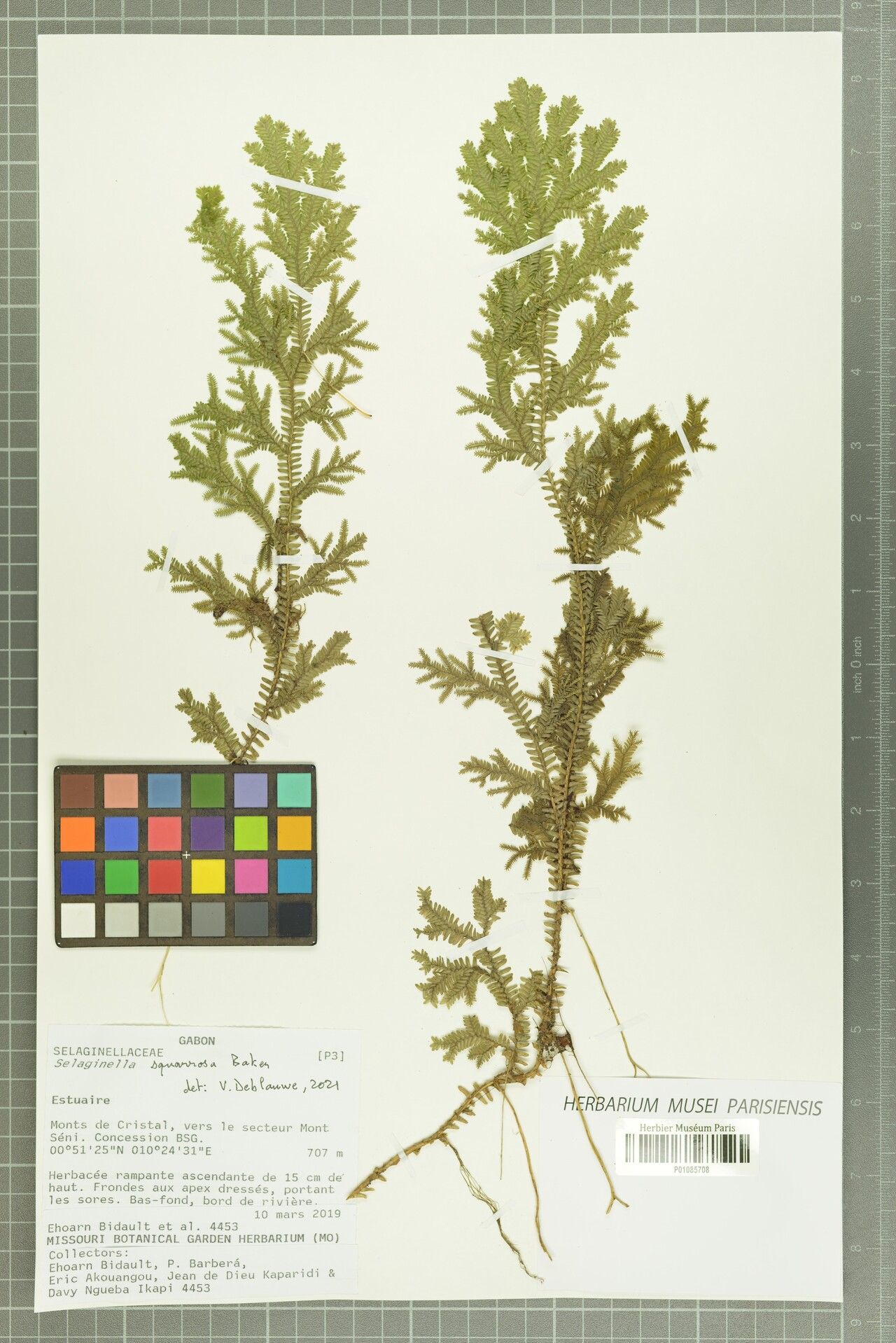Selaginella squarrosa — houseplant care guide