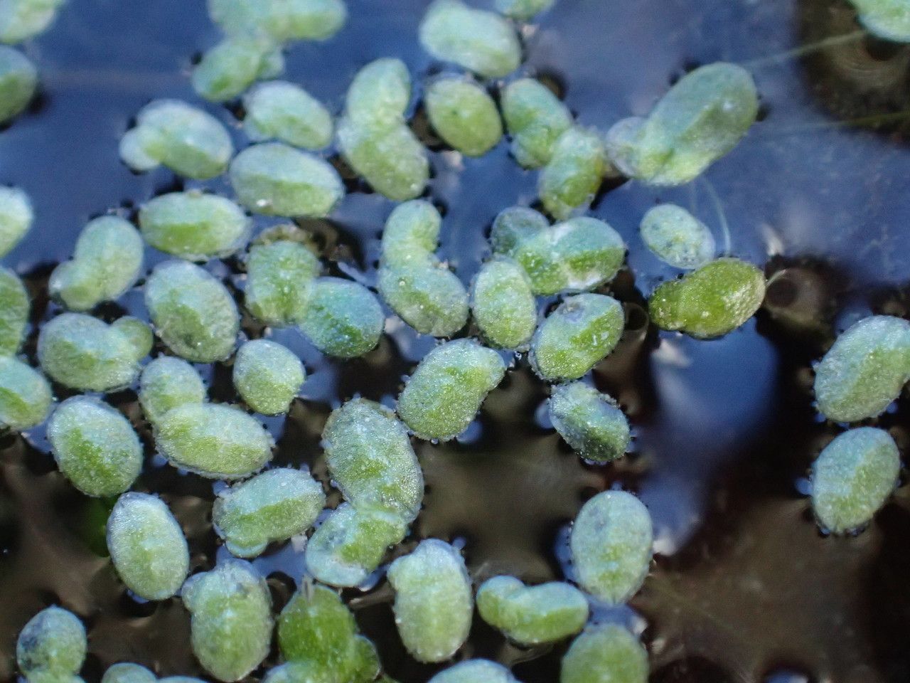 Lemna minuta flower