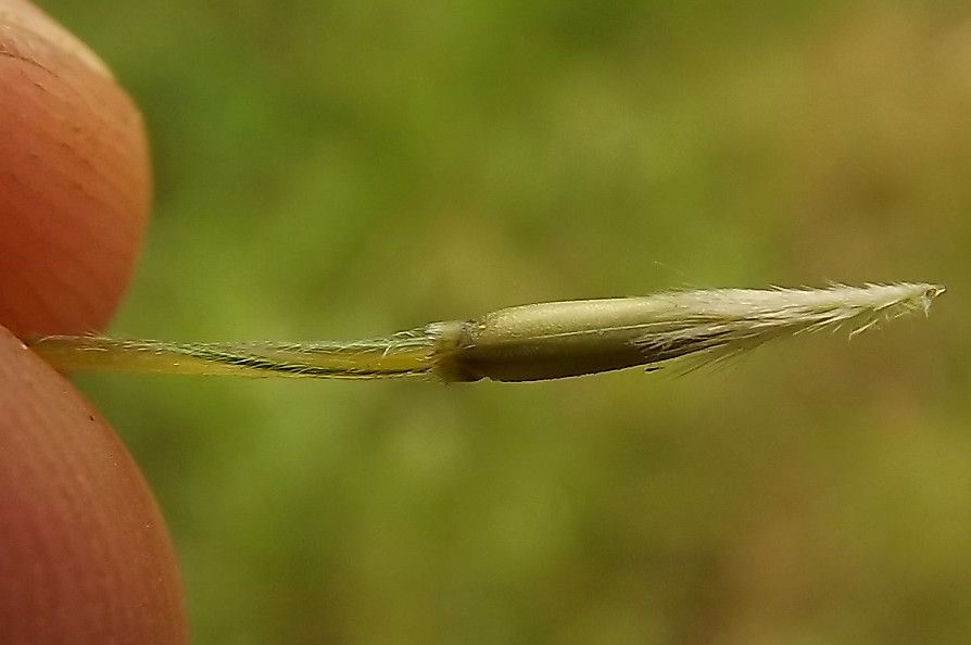 Nassella neesiana flower
