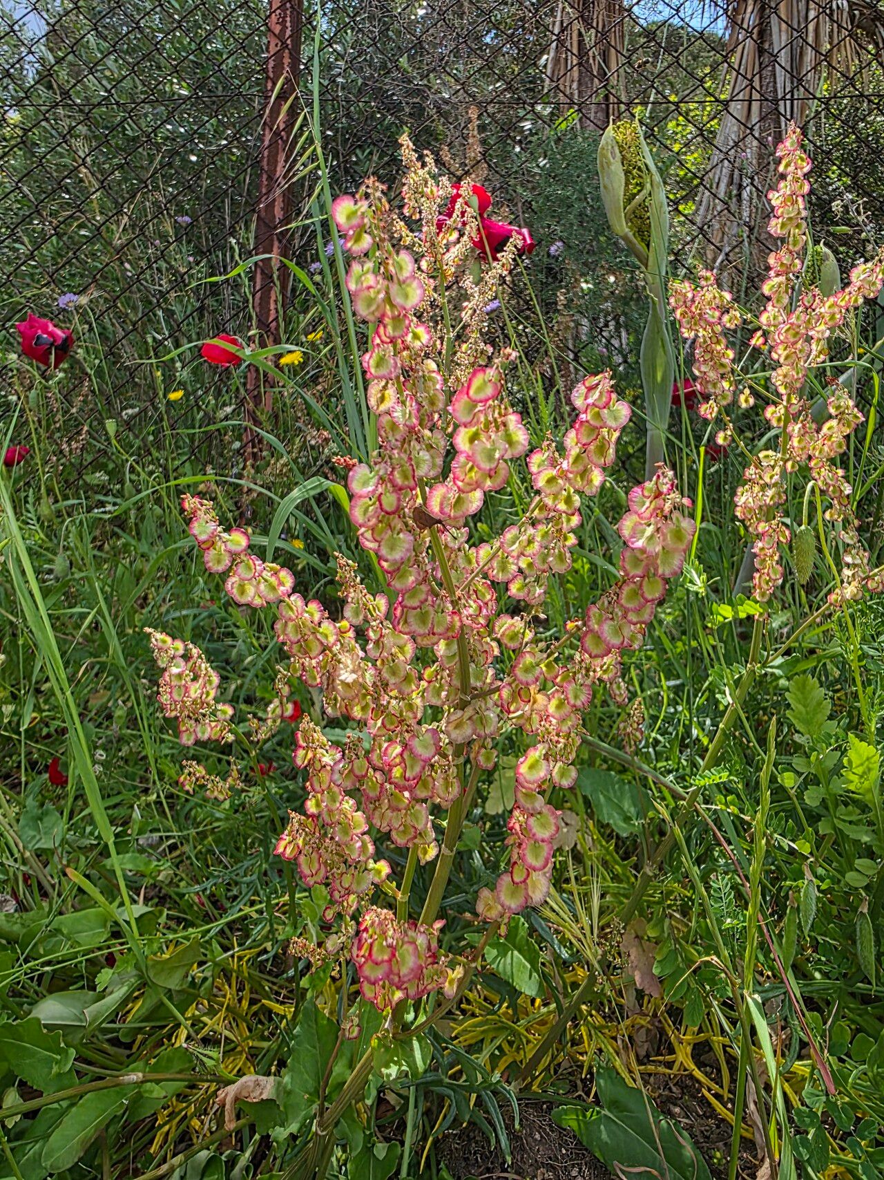 Rumex tuberosus fruit
