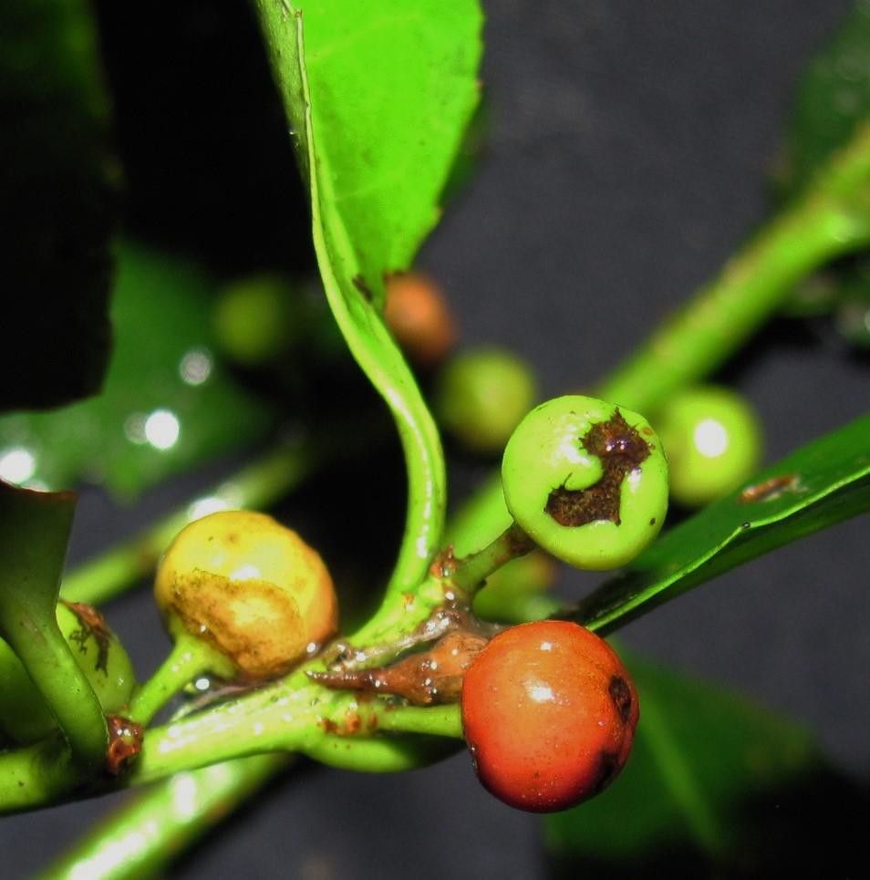 Ilex lamprophylla fruit