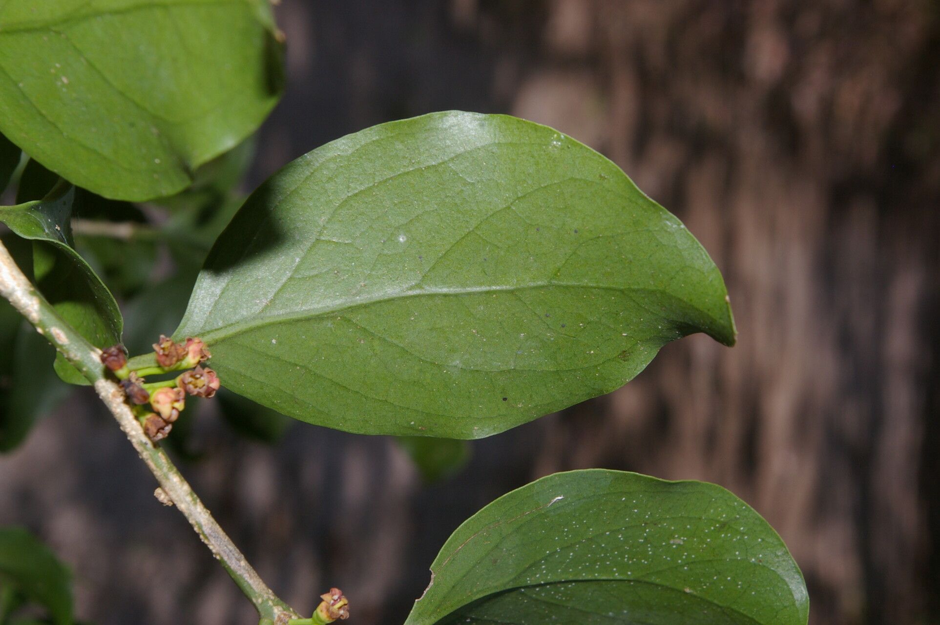 Agonandra macrocarpa fruit