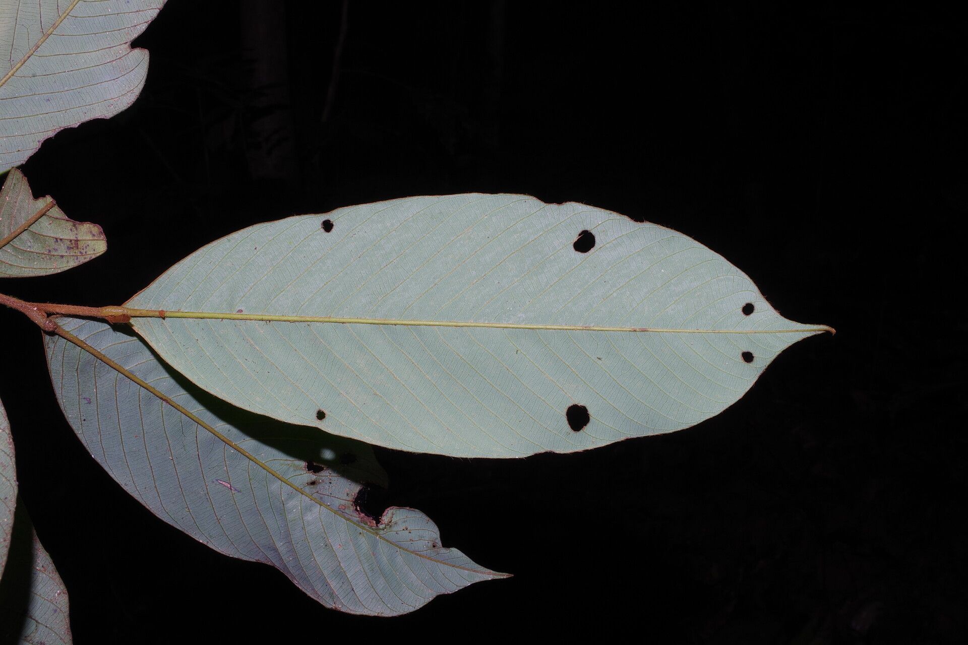 Piptostigma oyemense — houseplant care guide