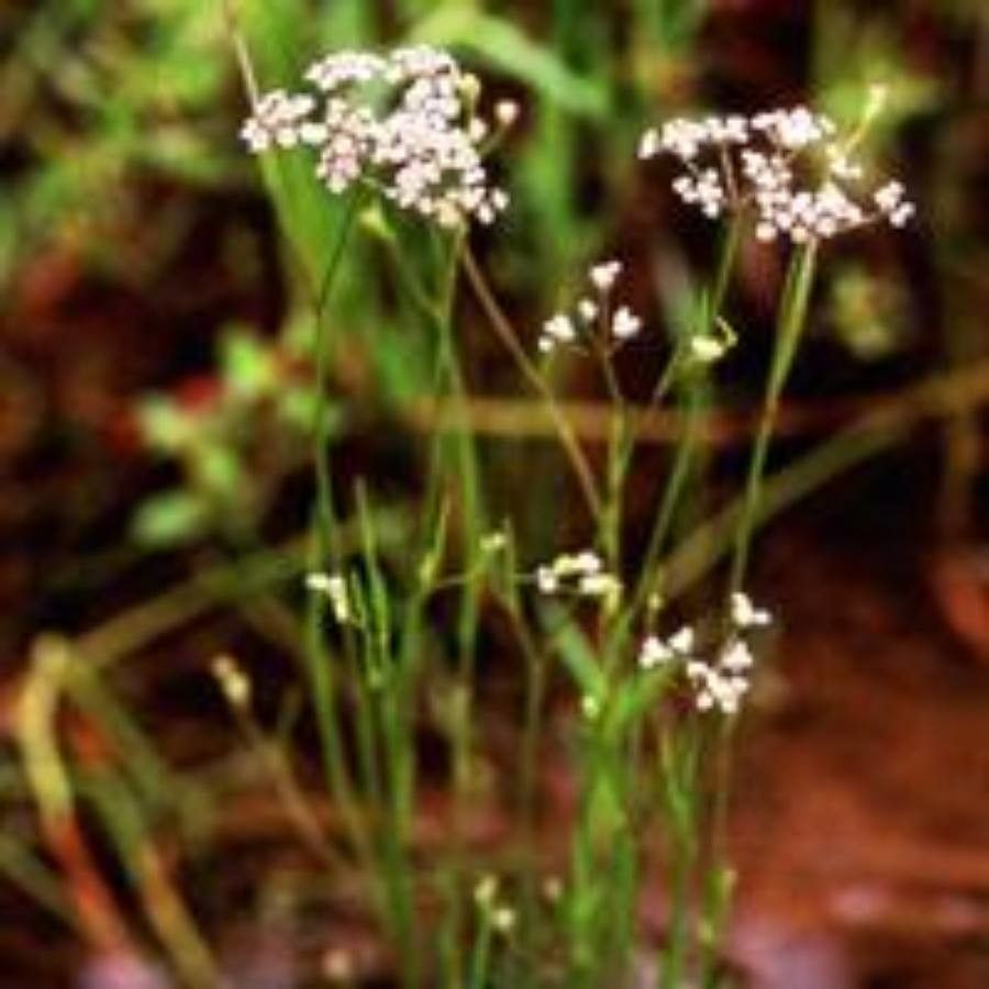 Ptilimnium nodosum — related species from the same genus