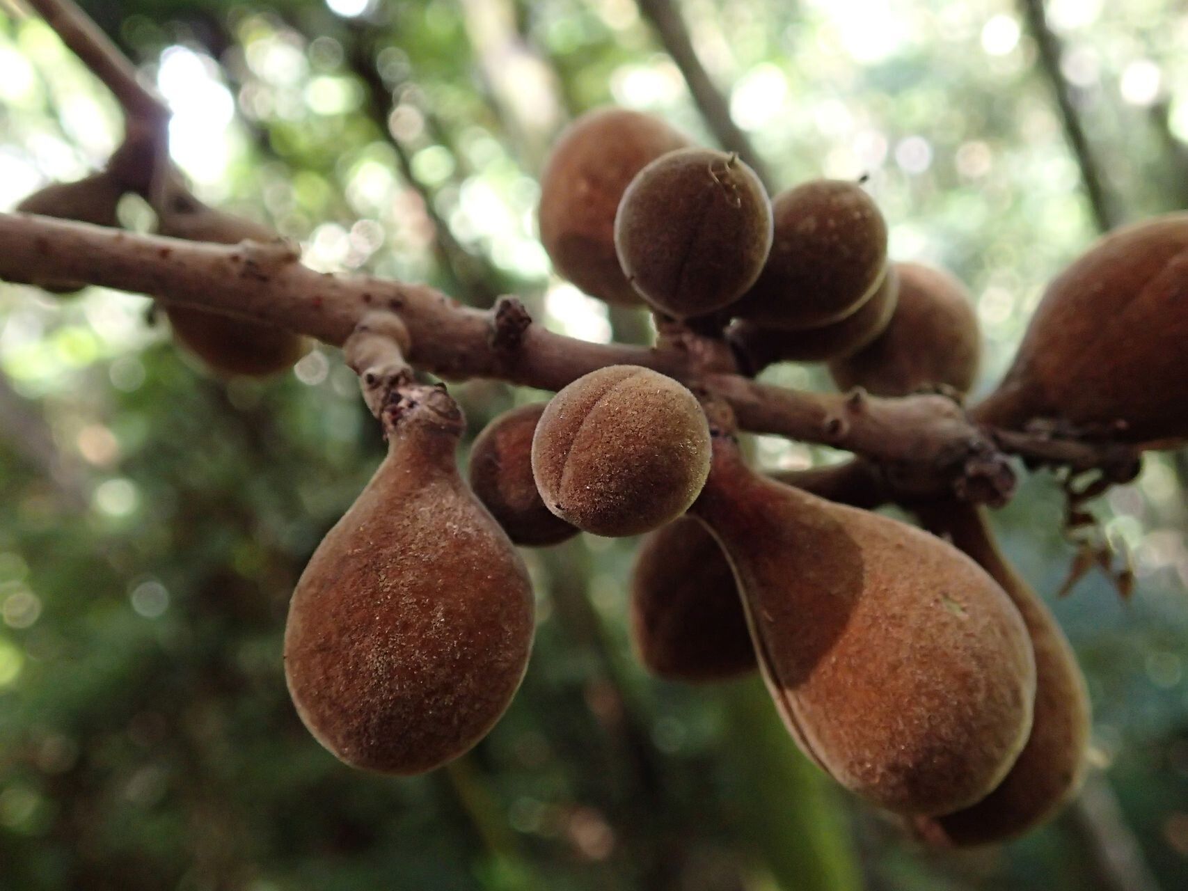 Acropogon megaphyllus fruit