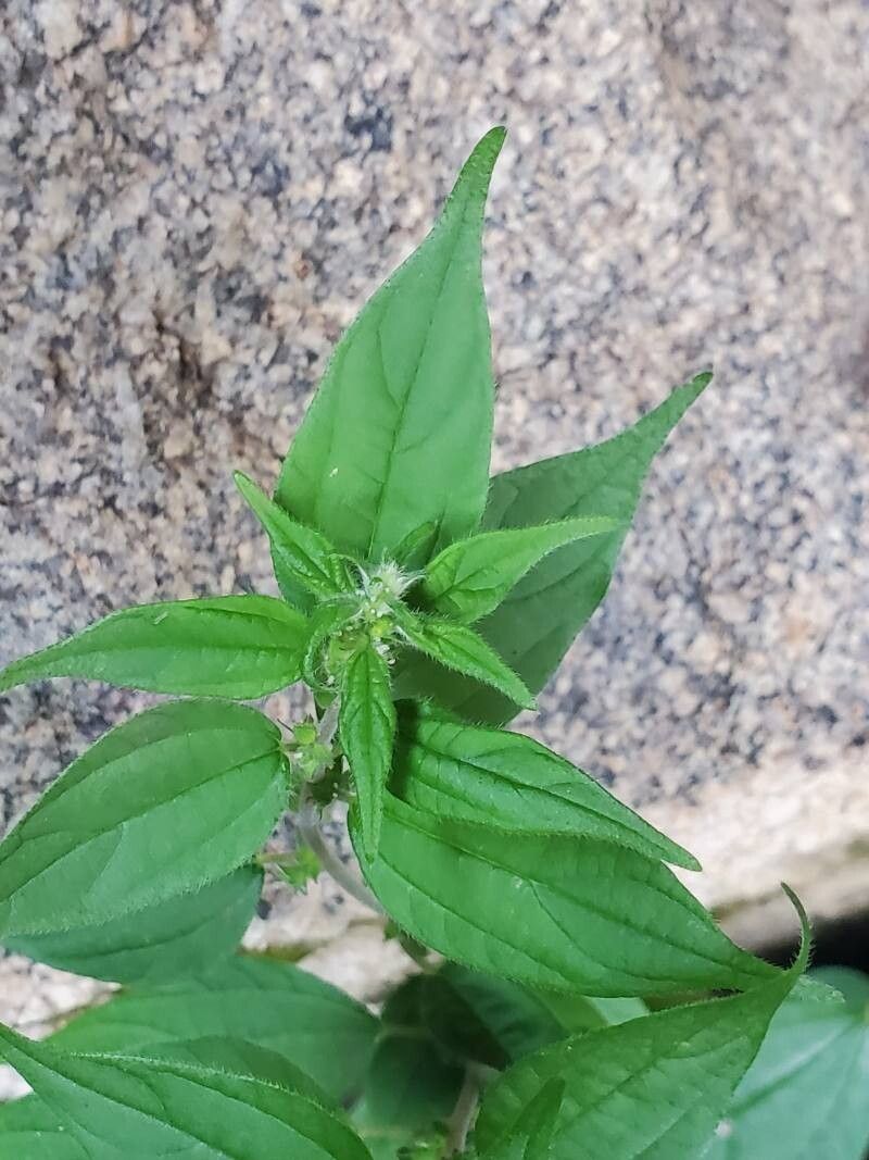 Pouzolzia guineensis — houseplant care guide