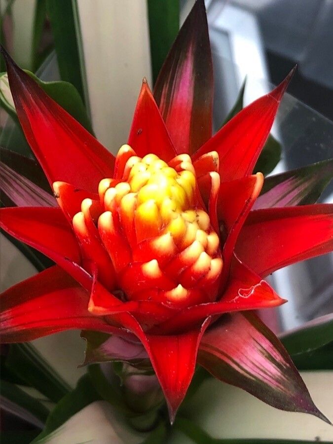 Guzmania squarrosa — search result for 'Guyana'