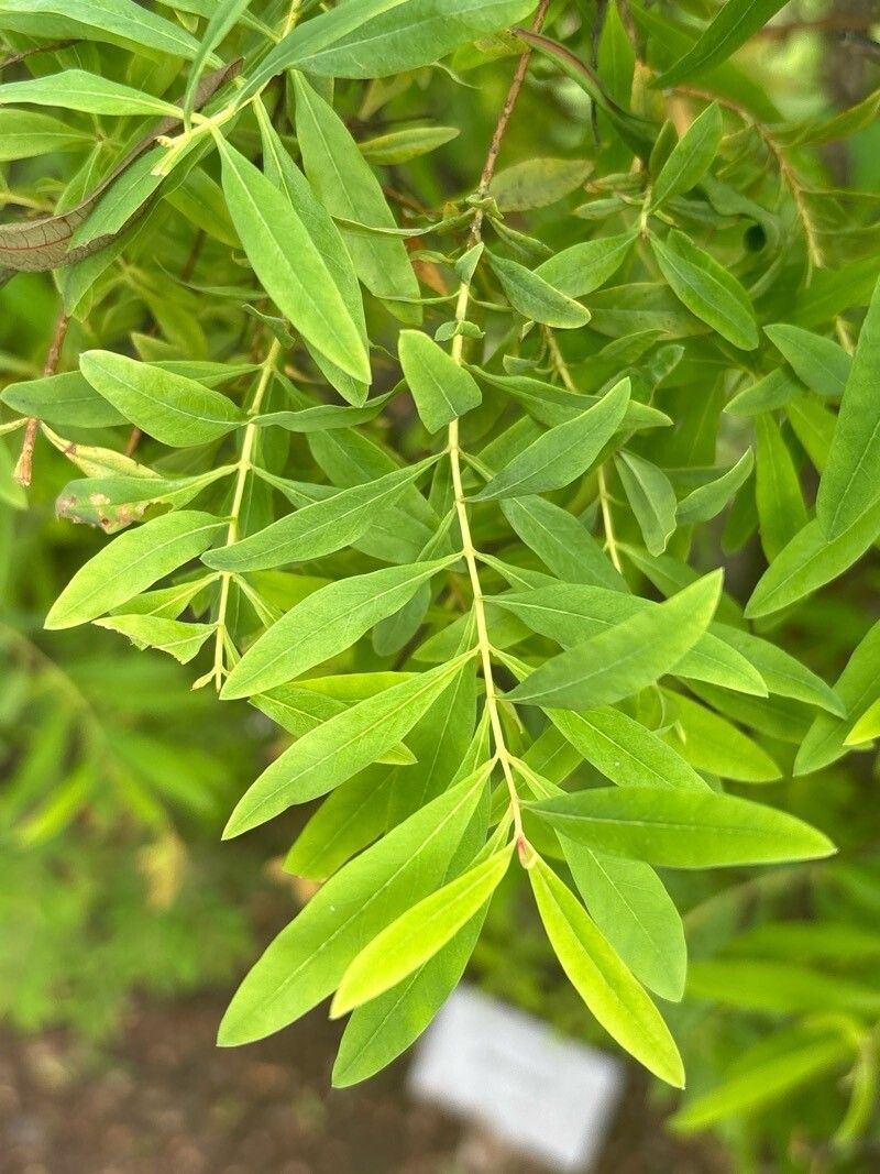 Hypericum glandulosum — houseplant care guide