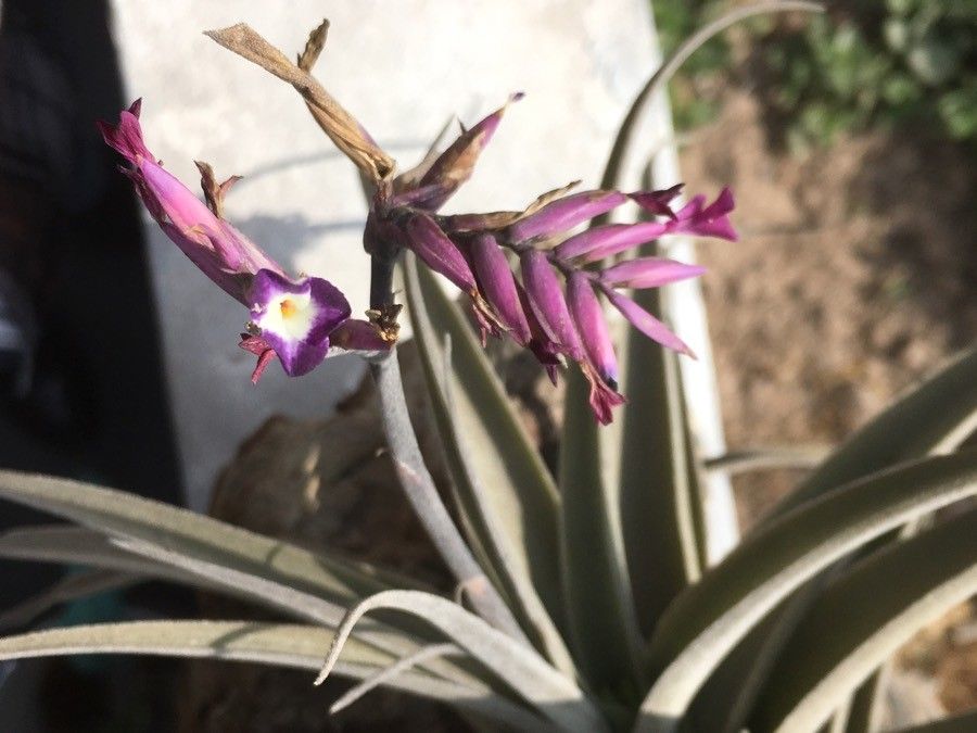 Tillandsia latifolia flower
