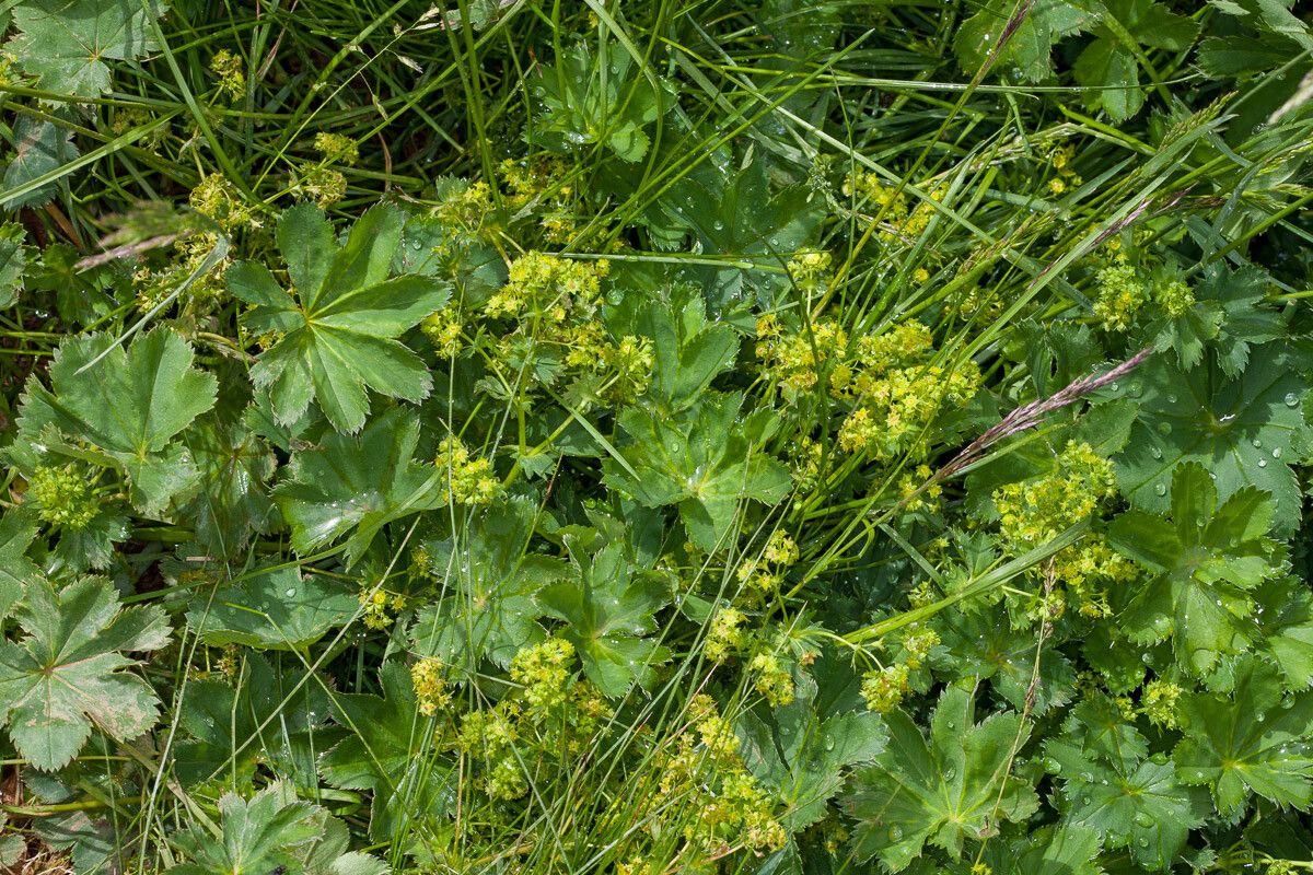 Alchemilla subcrenata flower