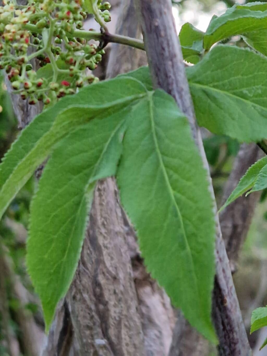 Sambucus sieboldiana — houseplant care guide