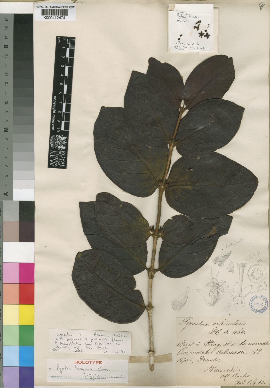 Pyrostria ferruginea — houseplant care guide