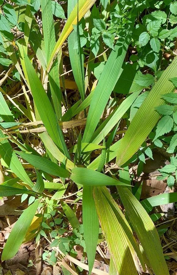 Setaria poiretiana habit