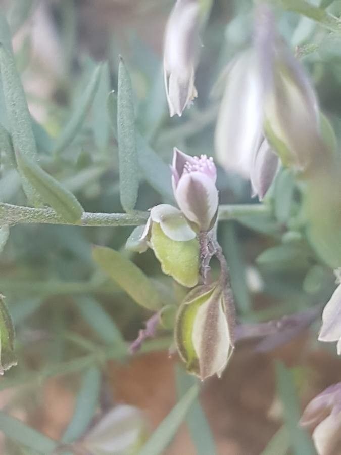 Polygala rupestris fruit