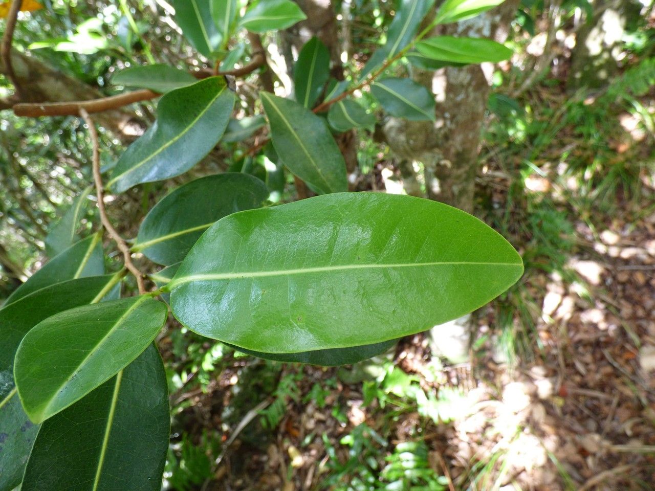 Xylopia richardii — search result for 'Annonaceae'