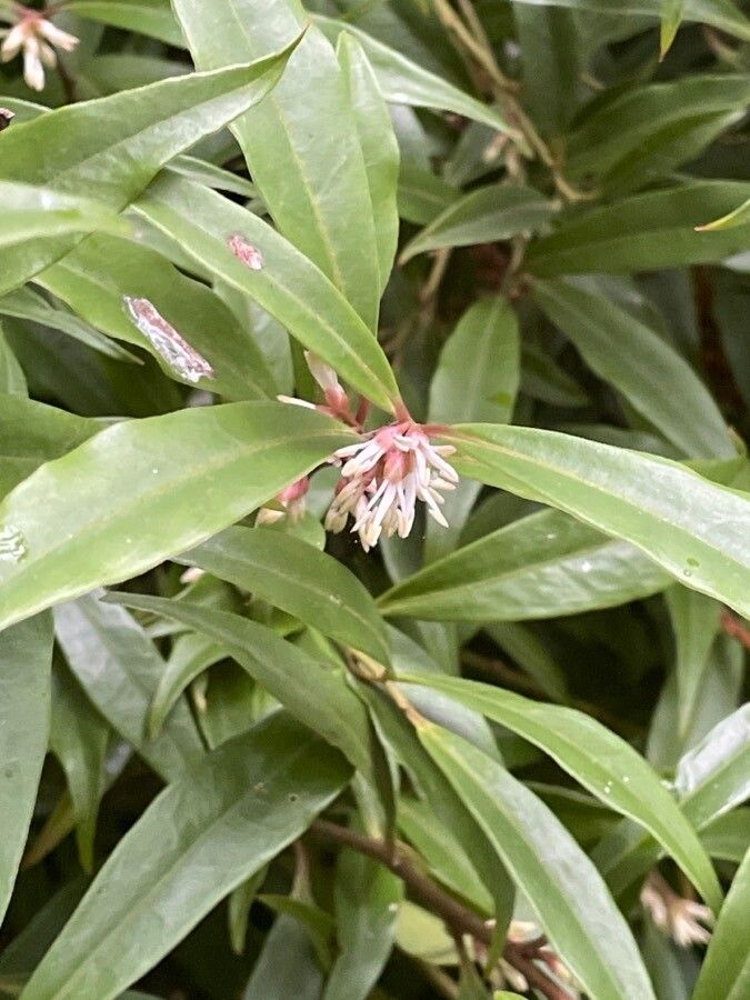 Sarcococca orientalis flower