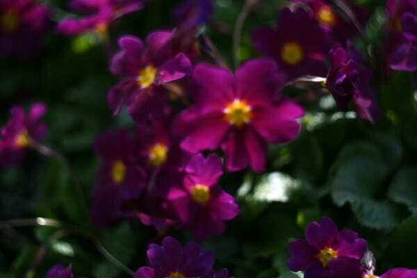 Primula malacoides flower