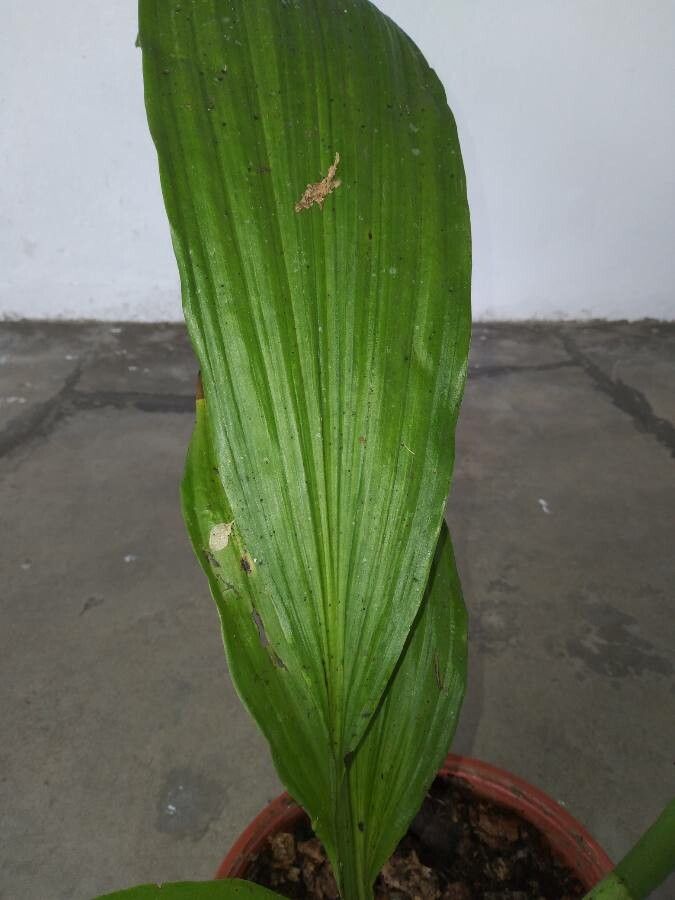 Phaius tankervilleae — houseplant care guide