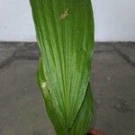 Phaius tankervilleae