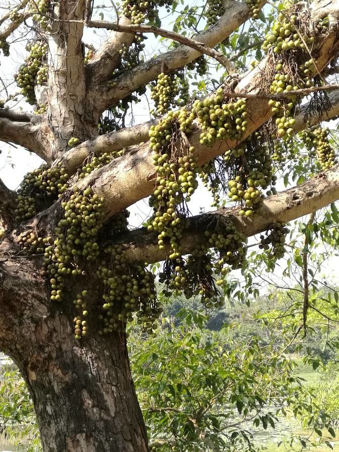 Ficus auriculata bark