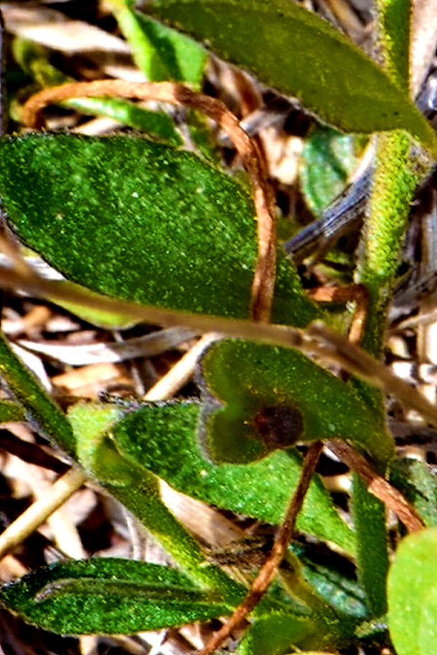 Rhinotropis nitida — houseplant care guide