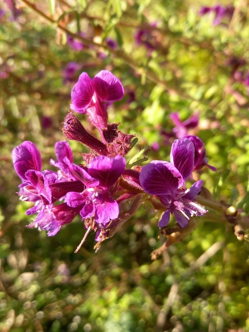 Cuphea lanceolata flower