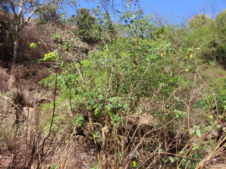 Crotalaria agatiflora habit