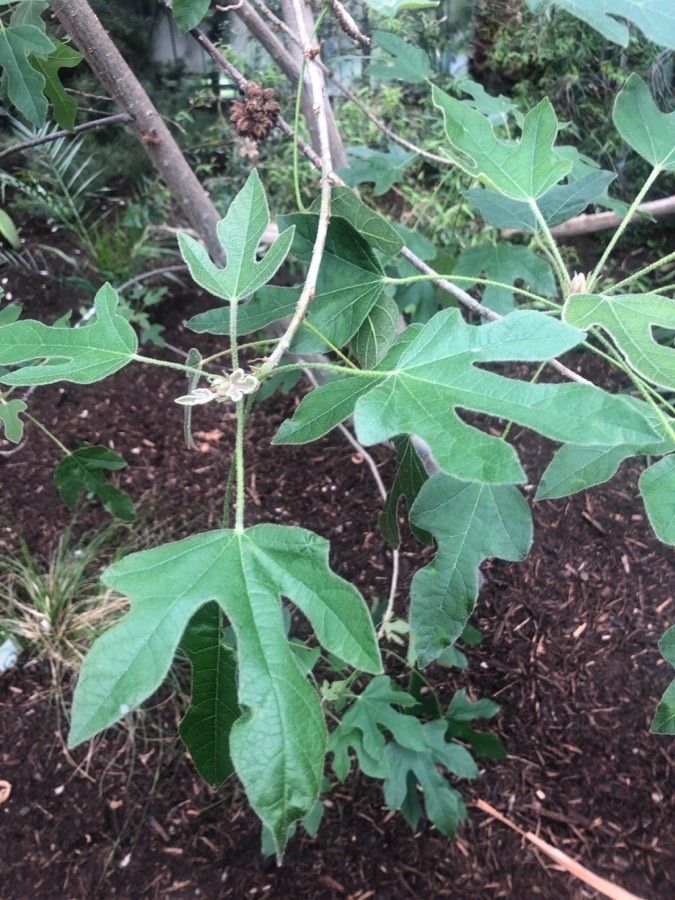 Brachychiton bidwillii — related species from the same genus