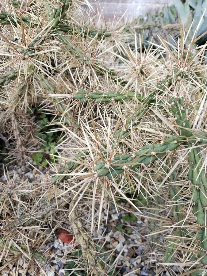 Cylindropuntia davisii leaf