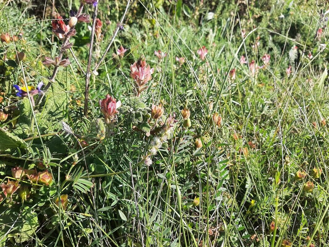 Onobrychis humilis habit
