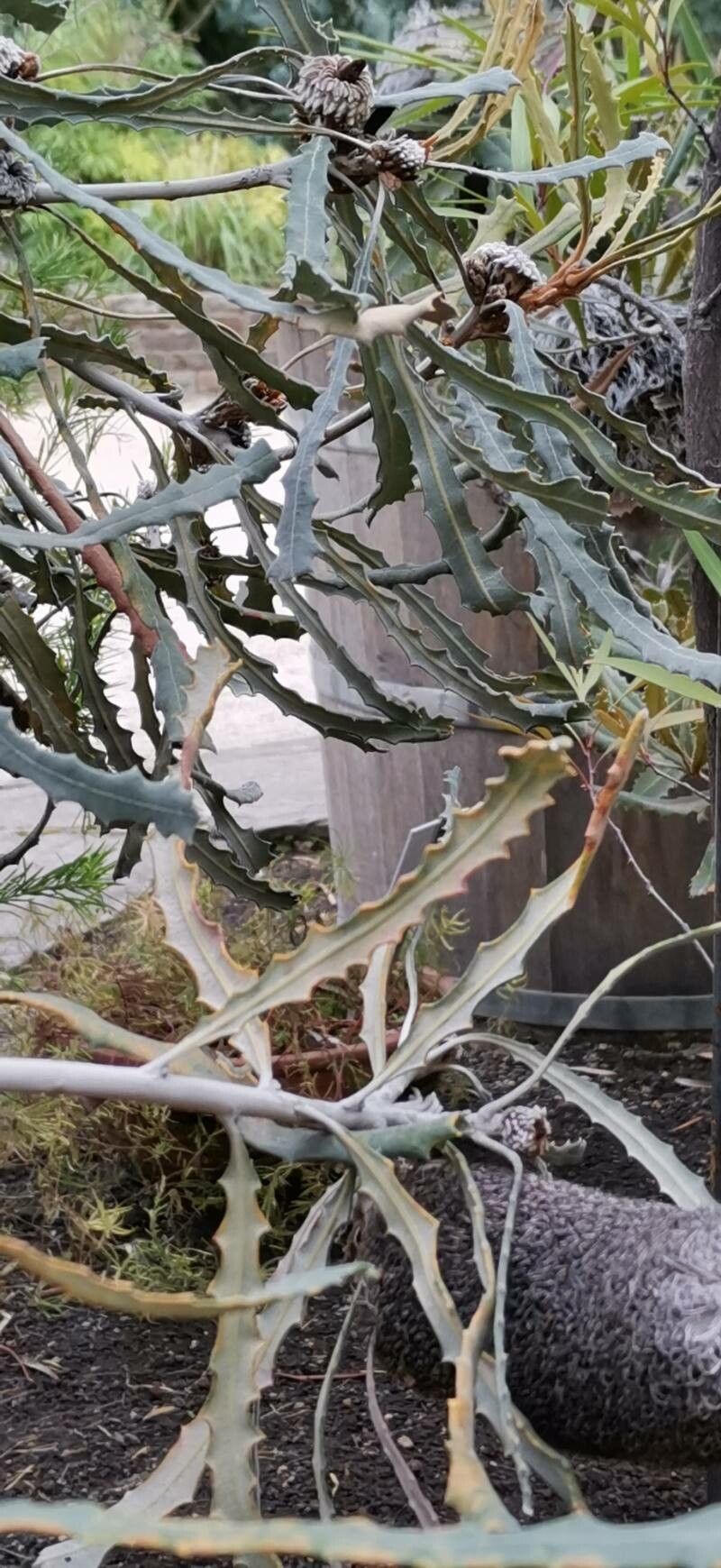 Banksia pilostylis — houseplant care guide