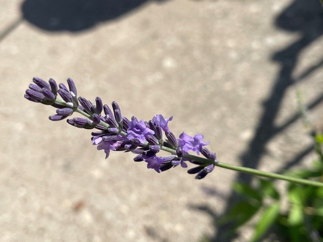 Lavandula × intermedia flower