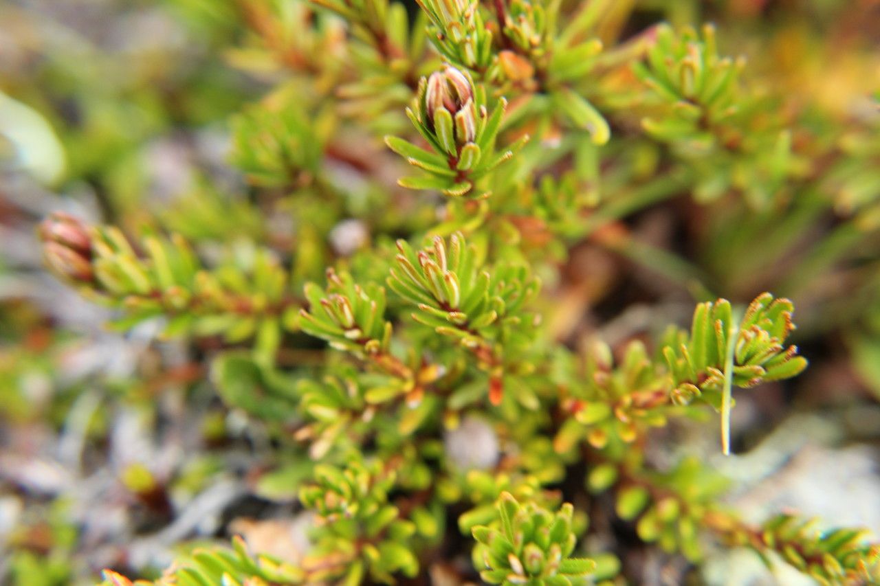 Phyllodoce caerulea — related species from the same genus